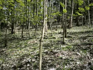Prodej lesa, Dobřany, 12043 m2