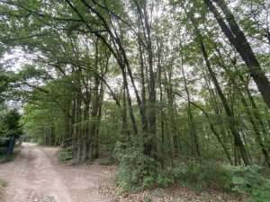 Prodej lesa, Vráž, 3233 m2