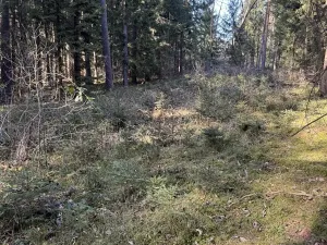 Prodej lesa, Vlastiboř, 3491 m2
