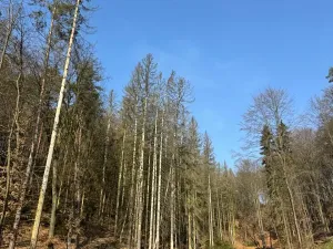 Prodej podílu lesa, Nosálov, 9083 m2