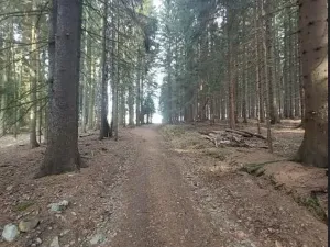 Prodej lesa, Načeradec, 2043 m2