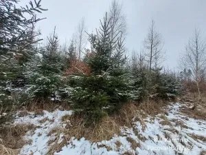 Prodej lesa, Kámen, 3212 m2