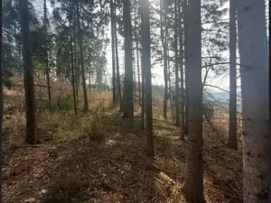 Prodej lesa, Dolní Hořice, 8003 m2