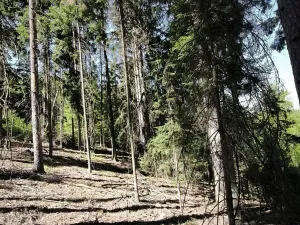Prodej lesa, Nemile, 3224 m2