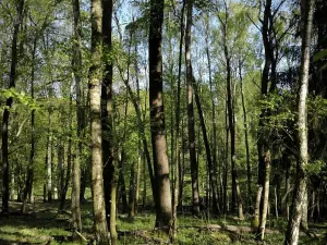 Prodej lesa, Řepín, 5226 m2