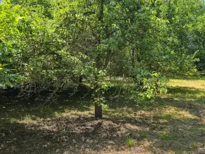 Prodej pozemku pro bydlení, Bukovina u Přelouče, 998 m2