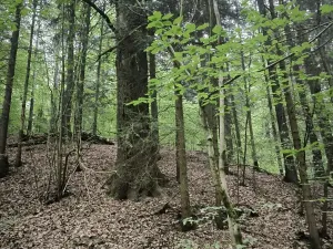 Prodej lesa, Liberec, 10902 m2