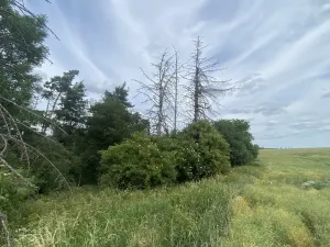 Prodej lesa, Slavičky - Pozďátky, 560 m2