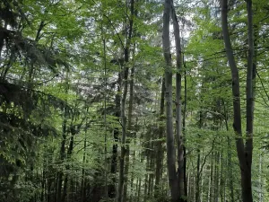 Prodej lesa, Nový Hrozenkov, 21241 m2
