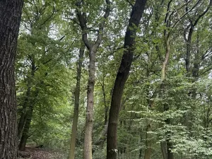 Prodej podílu lesa, Bílina, 2704 m2