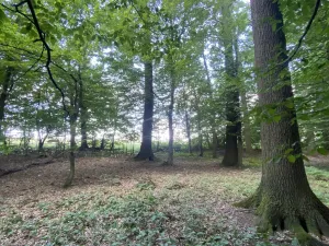 Prodej lesa, Olbramice, 2070 m2