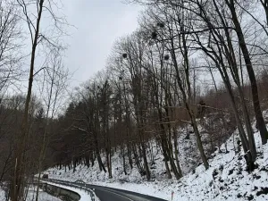 Prodej lesa, Malá Bystřice, 43476 m2