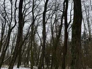 Prodej podílu lesa, Černěves, 892 m2