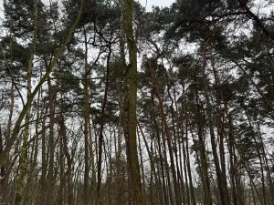 Prodej podílu lesa, Černěves, 892 m2
