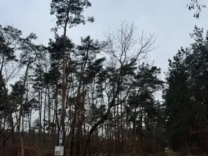 Prodej podílu lesa, Černěves, 3736 m2