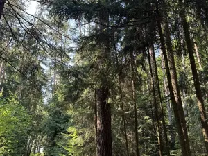Prodej lesa, Jestřebí, 24490 m2