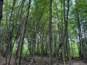 Prodej lesa, Frýdlant nad Ostravicí, 27036 m2