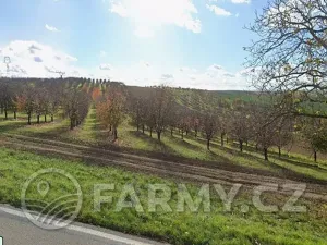 Prodej podílu pole, Čejkovice, 194311 m2