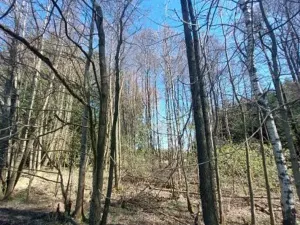 Prodej lesa, Smilovy Hory, 1726 m2