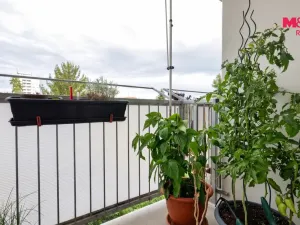 Prodej bytu 3+1, Olomouc - Nová Ulice, Mozartova, 65 m2