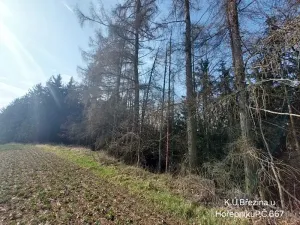 Prodej lesa, Hořepník, 21060 m2