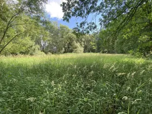 Prodej louky, Nové Hrady - Štiptoň, 4246 m2