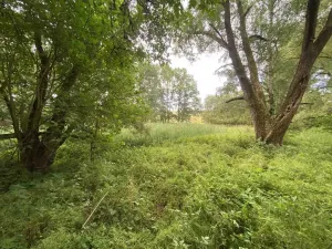 Prodej louky, Nové Hrady - Štiptoň, 4246 m2