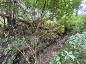Prodej louky, Nové Hrady - Štiptoň, 4246 m2