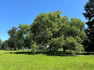 Prodej bytu 3+kk, Býchory, 76 m2