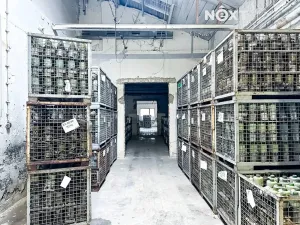 Pronájem výrobních prostor, Dětřichov, 6890 m2