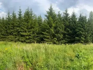 Prodej lesa, Stařeč, Horní, 15237 m2