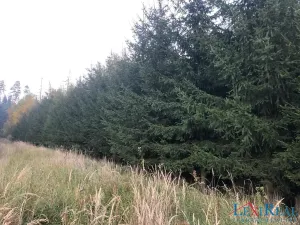 Prodej lesa, Stařeč, Horní, 15237 m2
