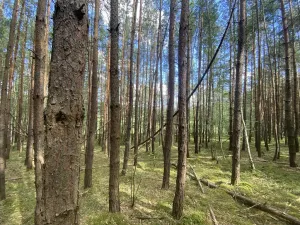 Prodej lesa, Chlumany, 4406 m2