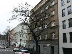 Pronájem obchodního prostoru, Praha - Žižkov, Hájkova, 60 m2