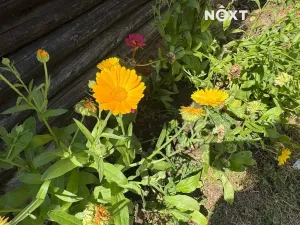 Prodej chalupy, Svinaře, Pod Statkem, 73 m2