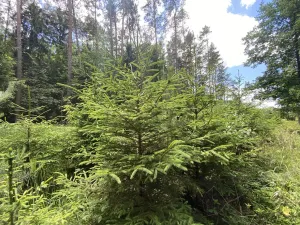 Prodej lesa, Slabčice - Nemějice, 1004 m2