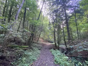 Prodej louky, Strážná, 212 m2