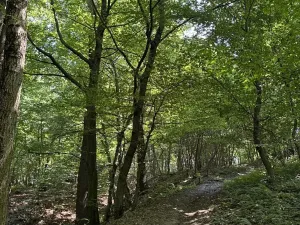 Prodej lesa, Petřvald, 5120 m2