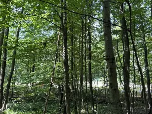 Prodej lesa, Petřvald, 5120 m2