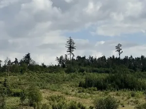 Prodej lesa, Bochovice, 13281 m2