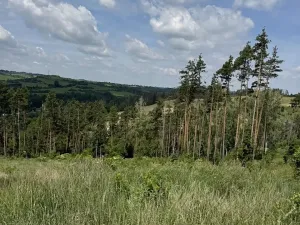 Prodej lesa, Chlum, 5098 m2