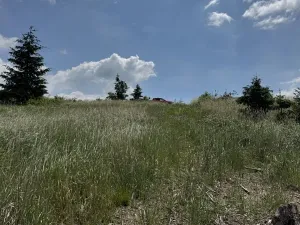 Prodej lesa, Chlum, 5098 m2