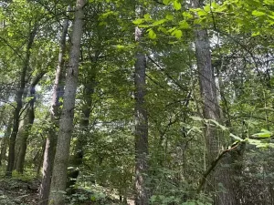 Prodej lesa, Kněžnice, 6851 m2