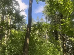 Prodej lesa, Kněžnice, 4780 m2