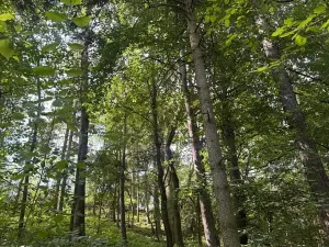 Prodej lesa, Kněžnice, 4780 m2