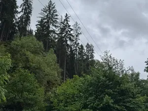 Prodej lesa, Železný Brod, 18900 m2