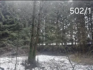 Prodej lesa, Hojovice, 985 m2