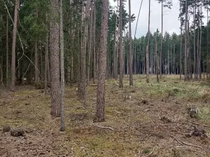 Prodej lesa, Častrov, 1295 m2