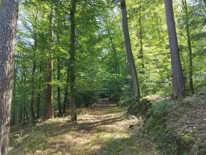 Prodej lesa, Petrov, 23078 m2
