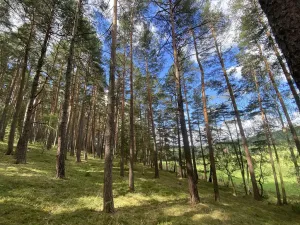 Prodej lesa, Pěčnov, 993 m2
